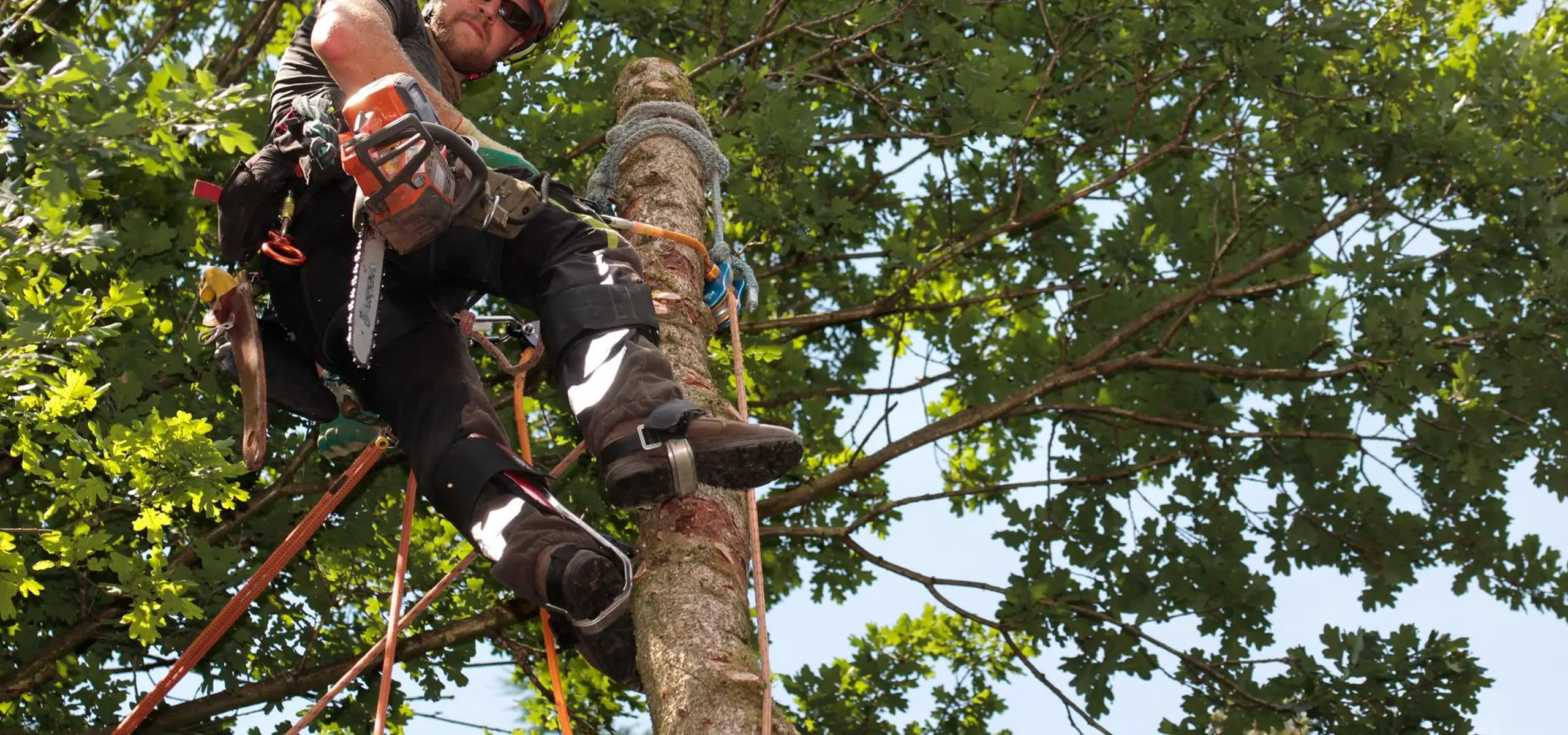 Élagage professionnel à Saint-Germain-en-Laye